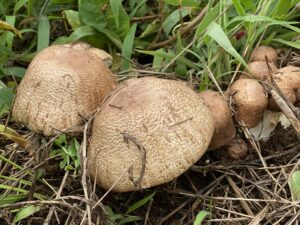 露地栽培アガリクス