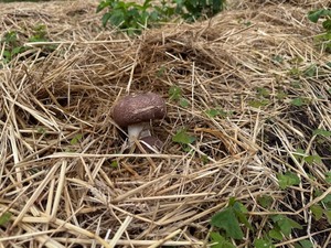 キングアガリクス