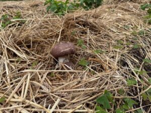 キングアガリクス