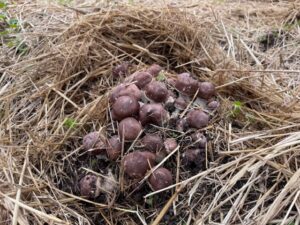 キングアガリクス