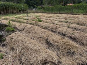 キングアガリクス