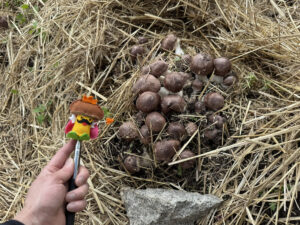 キングアガリクス