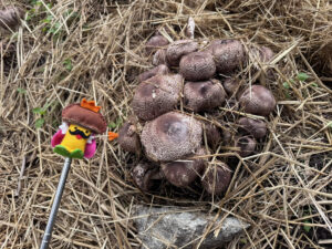 キングアガリクス