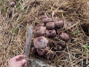 キングアガリクス