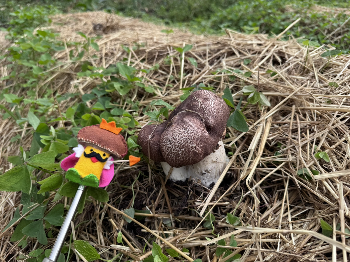 キングアガリクス