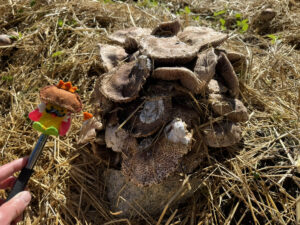 キングアガリクス