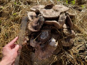 キングアガリクス