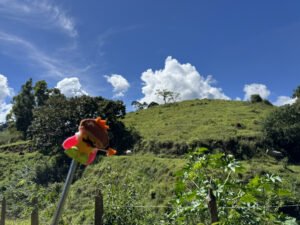 キングアガリクス